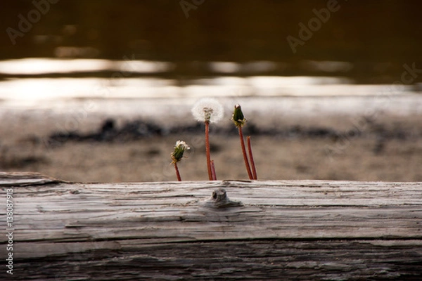 Obraz canadion dandelion