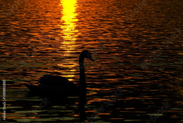 Fototapeta A lone swan silhouetted against a vibrant orange sunset, gliding gracefully across rippling water.Sunlight creates a shimmering trail across the surface, enhancing the serene and tranquil atmosphere.