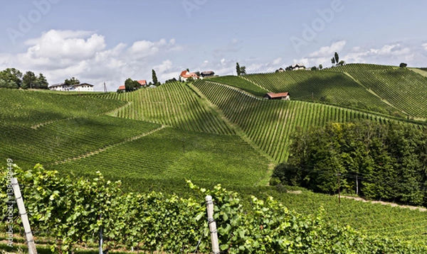 Obraz Weinberge in der Suedsteiermark