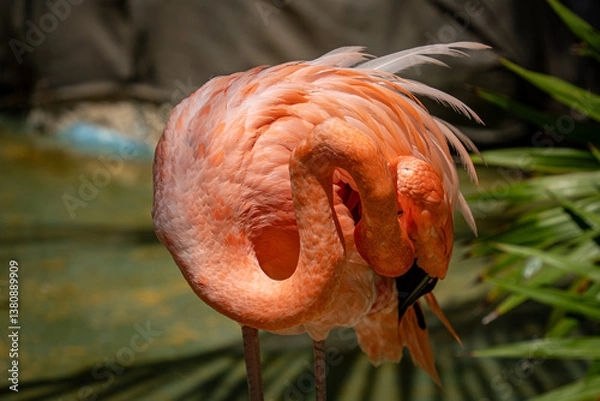 Obraz Ein majestätischer Flamingo