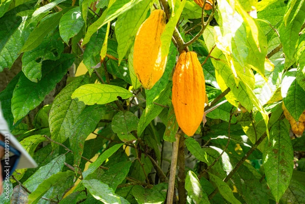 Obraz Reife Kakaofrucht 