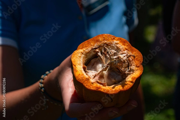 Obraz Reife Kakaofrucht 