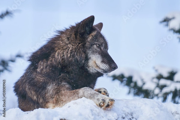 Obraz 雪の上のシンリンオオカミ
