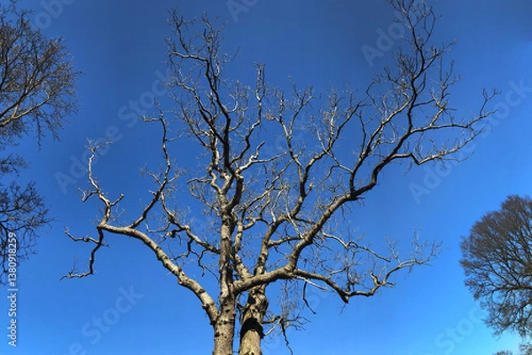 Obraz Bare oak tree no leaves blue sky.  Spring in the Netherlands.
