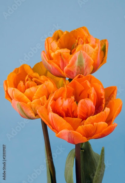 Obraz Tulip Orange Princess