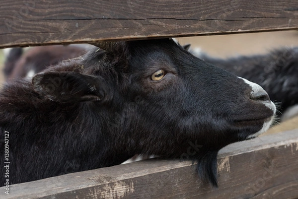 Fototapeta A goat is leaning its head through a wooden fence, showing a curious expression in a farm environment. The background features blurred shapes of other animals and a natural setting