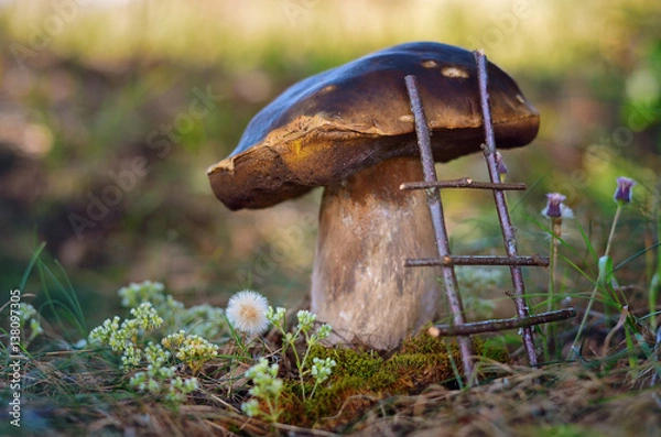 Fototapeta Mushroom Cep in moss with ladder, bajkowy szablon do kolażu