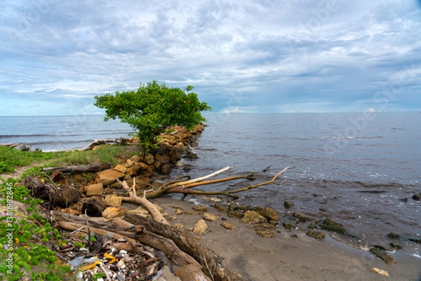 Fototapeta Beach shore with a bush and dry branches next to plastic garbage on a Caribbean coast.