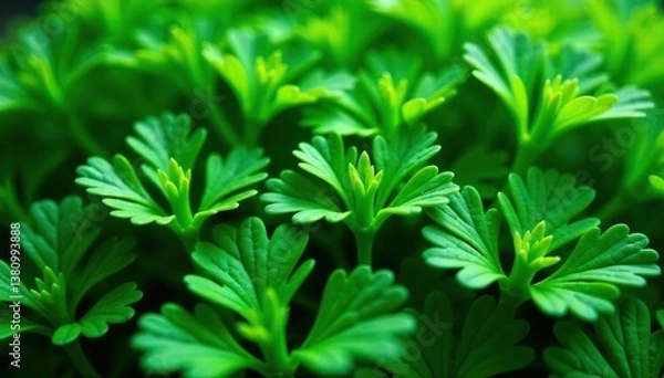 Fototapeta Intricate parsley sprig pattern, close-up view , vibrant, nature, fresh
