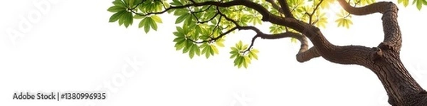 Fototapeta Twisted tree branches stretching out on a crisp white background, bark, nature, wooden
