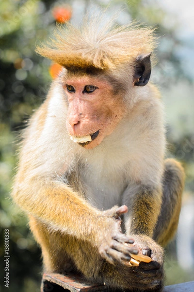 Obraz Обезьяна с челкой кушает печенье 