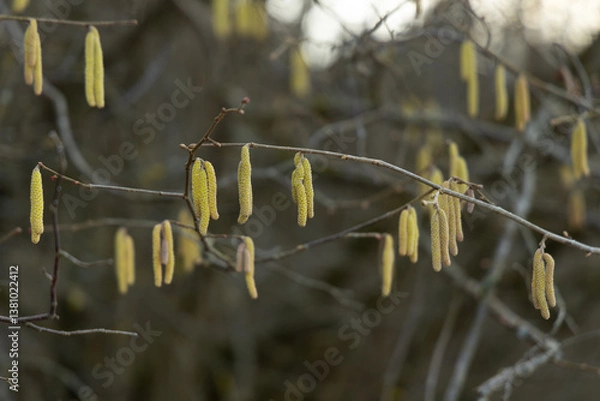 Fototapeta Spring bloomitg on the trees