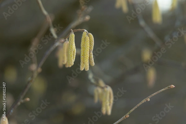 Fototapeta Spring bloomitg on the trees