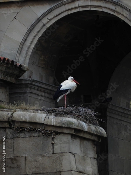 Obraz Stork and nest