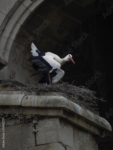 Obraz Stork and nest