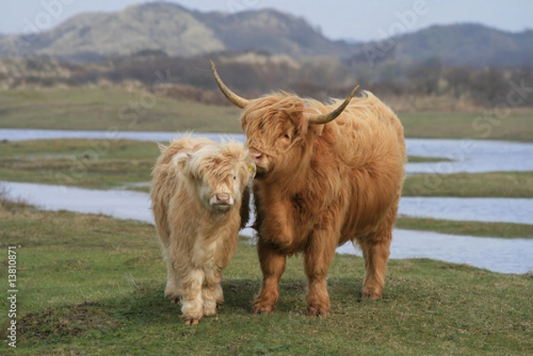 Fototapeta Scottisch highlander