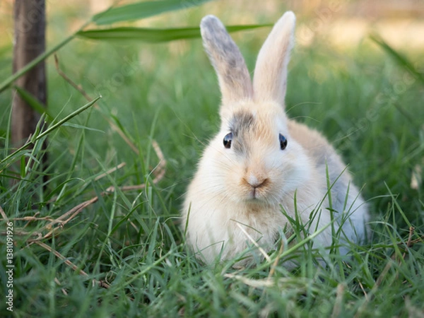 Fototapeta A rabbit at green meadow. Lovely action of young rabbit in field.