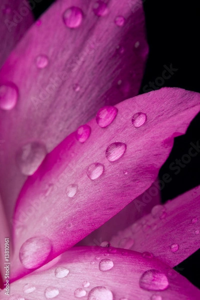 Obraz Pink petals