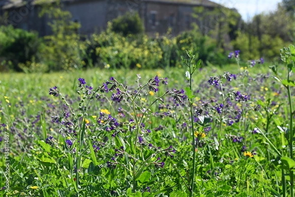 Obraz meadow with flowers