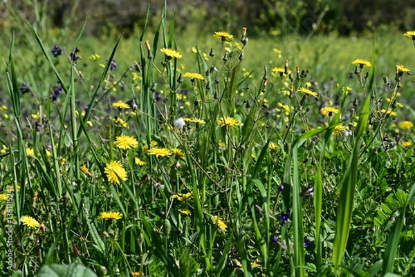 Obraz yellow dandelions in the grass