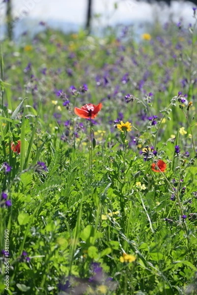 Obraz red poppies in a garden