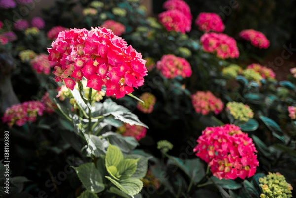 Obraz Pink hydrangea macrophylla blossoming in garden sunlight