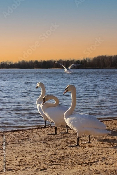Obraz Swan. A group of white swans on a sandy riverbank at sunset. Beautiful natural background. Evening landscape. Beautiful birds. In the rays of the spring sun. Bright horizon