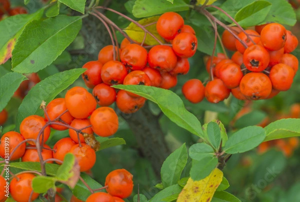 Obraz Rowan tree with berries
