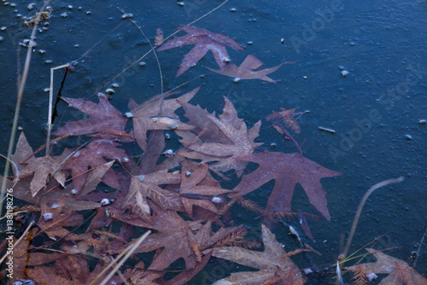 Obraz maple leaves in the ice