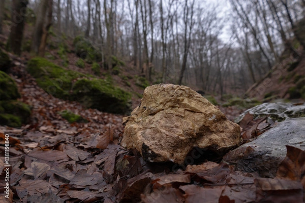 Obraz stone in the forest