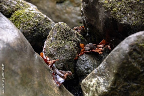 Obraz leaf on a rock