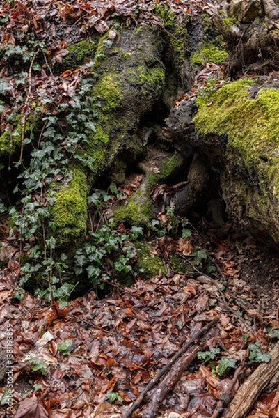 Obraz moss on the stone