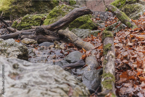 Obraz tree in the forest