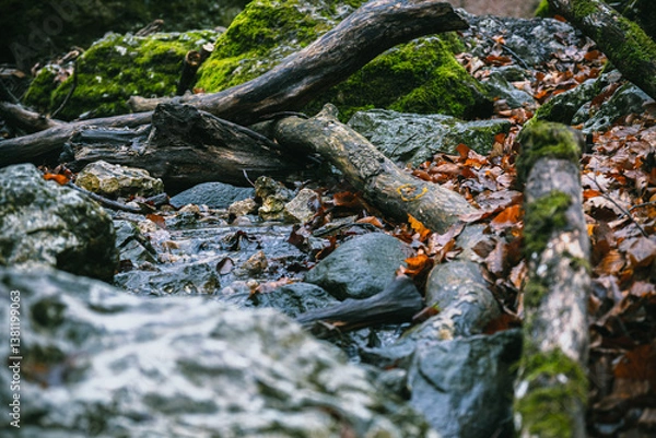 Obraz moss on the rocks
