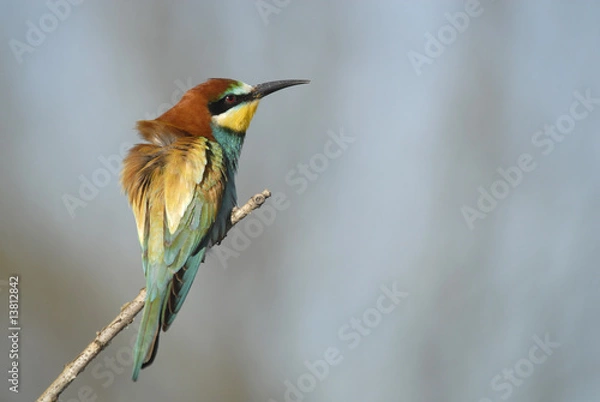 Fototapeta abejaruco