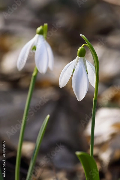Obraz Spring snowdrop flowers blooming in sunny day