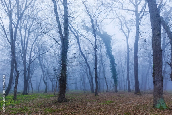 Obraz Morning fog in the spring forest
