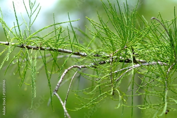 Fototapeta Cypress Close-up