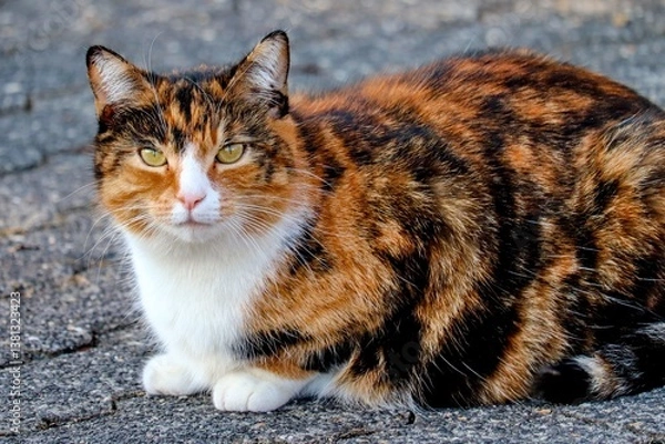 Obraz bunte Katze mit grünen Augen