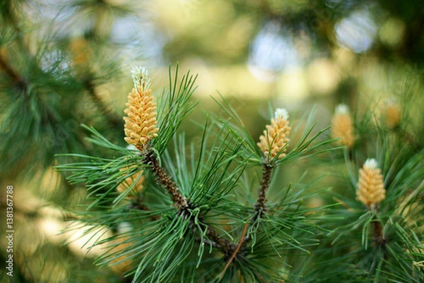 Fototapeta Pine buds in the spring. Bloomed pine branches. Young pine cone