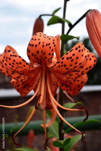 Fototapeta Tiger Lily