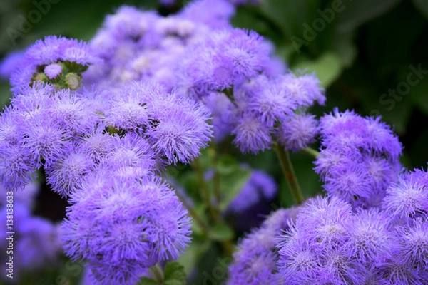 Fototapeta Purple Puffballs