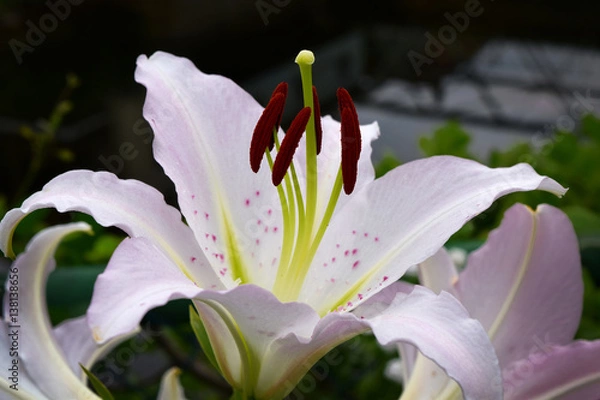 Obraz White Lily
