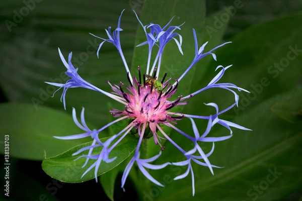 Fototapeta Tiny Wasp