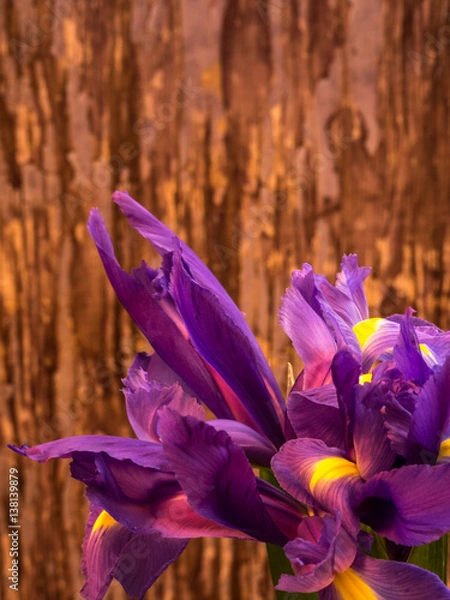Fototapeta purple and yellow iris with copy space on blurred background