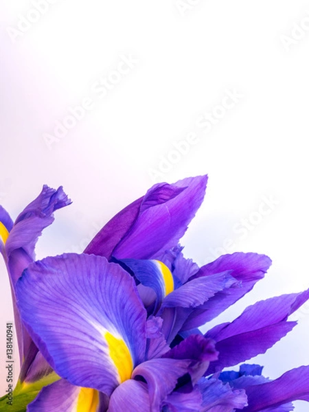Fototapeta purple and yellow iris with copy space on white