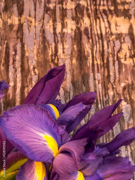 Fototapeta purple and yellow iris with copy space on blurred background