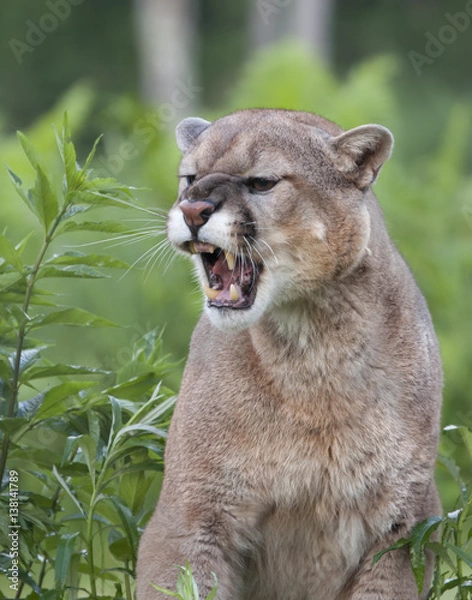 Obraz Angry Cougar