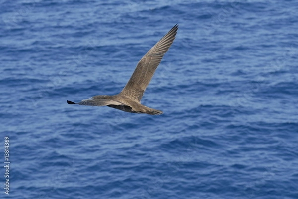 Obraz カツオドリ