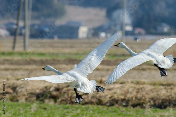 Obraz 飛ぶ白鳥達